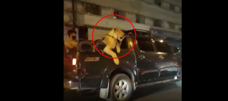 شہری کراچی کی سڑکوں پر شیر لے آیا 