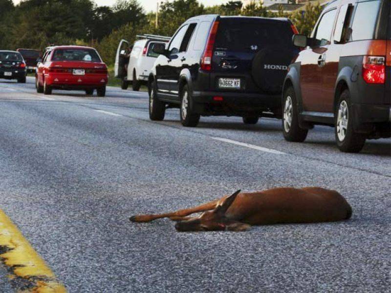 امریکا میں حادثات کی زد میں آنے والے جانوروں کو کھانے کی اجازت دیدی گئی