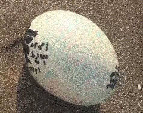متحدہ عرب امارات کے فوجیرہ ساحل پر عجیب و غریب انڈہ برآمد