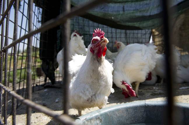 برڈ فلو کا خطرہ، جنوبی افریقہ نے 2 لاکھ 60 ہزار مرغیاں ہلاک کر دیں