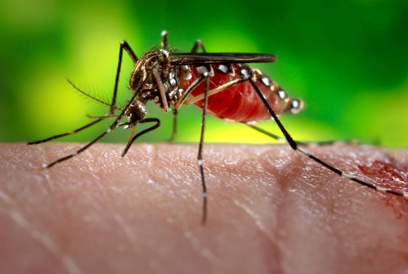مچھر انسانیت کے لیے عالمی جنگ سے زیادہ بڑا خطرہ قرار