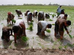 بدین میں چاول کی بڑے پیمانے پر کاشت شروع ہوگئی
