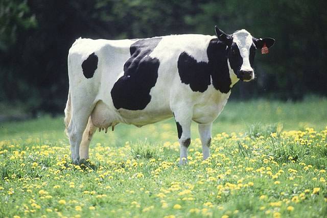 ایچ آئی وی ویکسین کی تیاری میں گائے کافی مددگار ثابت ہو سکتی ہے،ماہرین 