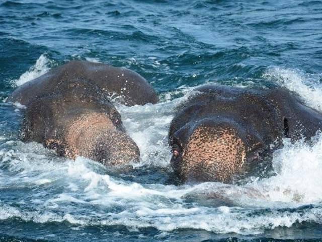 سری لنکن نیوی کا بڑا کارنامہ، ڈوبتے ہاتھی بچا لیے 