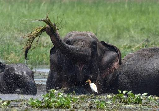 بھارت میں بدمست ہاتھی نے 15 لوگوں کوپاﺅں تلے روندکر ہلاک کر ڈالا
