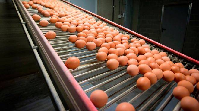 ڈنمارک میں 20 ٹن آلودہ انڈے فروخت