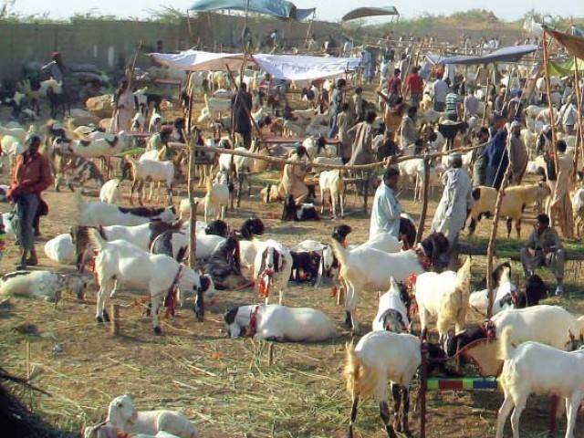 قلات سے بڑے پیمانے پر قربانی کے جانوروں کی اسمگلنگ جاری 