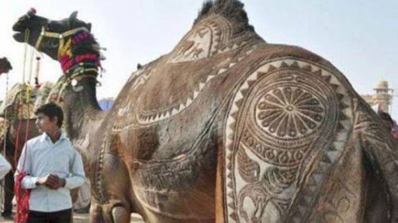 لاہور کا صحرائی جہاز جس کی قیمت صرف15 لاکھ روپے