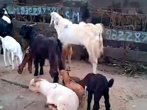 کوئٹہ میں قربانی کے جانوروں کی منڈی سج گئی،مہنگے جانوروں سے خریدارپریشان