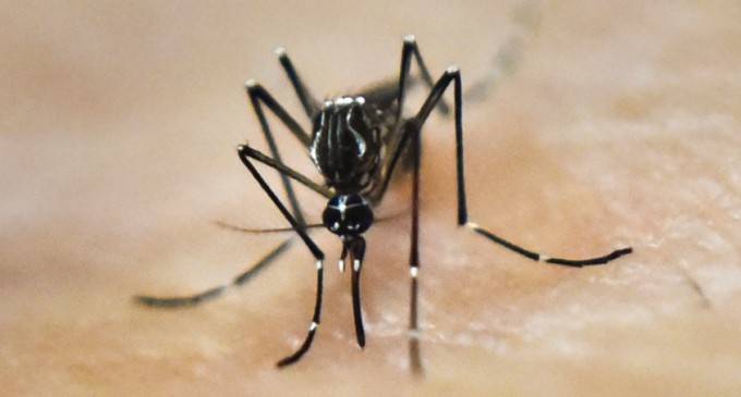 خیبر پختونخوا حکومت نے ڈینگی وائرس سے نمٹنے کے لئے پنجاب کا طبی تعاون مسترد کر دیا