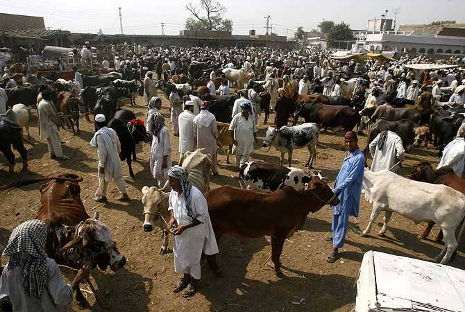 پشاور: گزشتہ سال کی نسبت اس سال قربانی کے جانوروں کی قیمتوں میں بے تحاشا اضافہ 