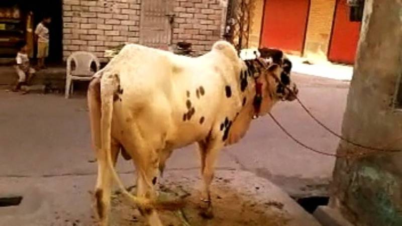 سابق کرکٹر محمد یوسف نے 10لاکھ کا بیل خرید لیا