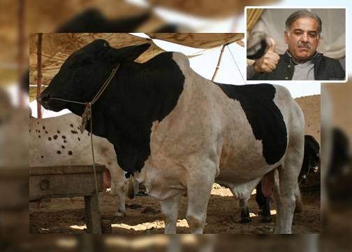 شہبازشریف کو 10 لاکھ کا بیل 20 لاکھ میں دوں گا , بیوپاری کا اعلان 