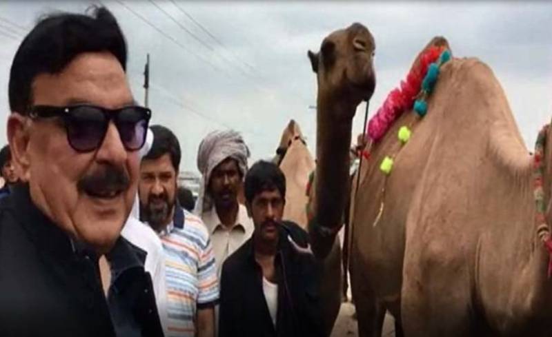 شیخ رشید نے قربانی کیلئے 2اونٹ خرید لئے