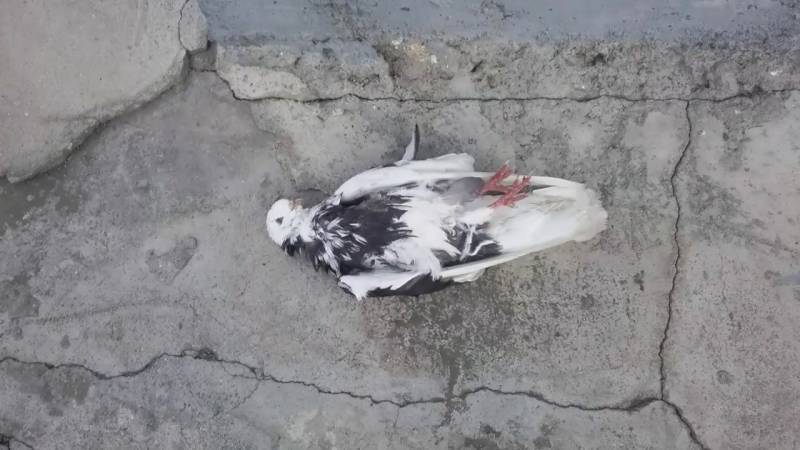 پولیس نےمنشیات پہنچانے والے کبوترکو گولی مار دی