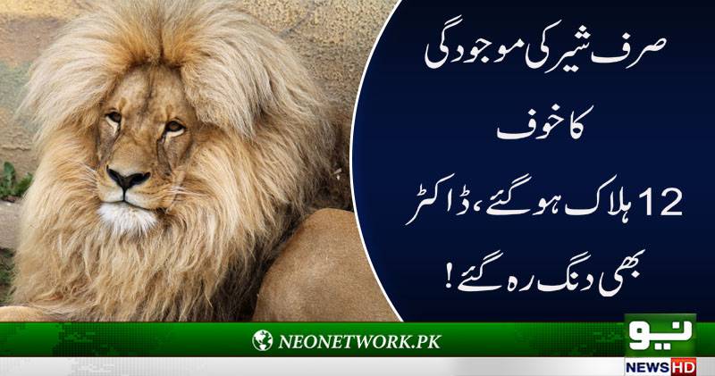 شیر کی موجودگی کا خوف،بھارتی بندروں کو دل کا جان لیوا دورہ،12ہلاک