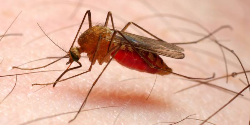 سائنسدانوں نے جنوب مشرقی ایشیا میں ملیریاپھیلنے کا خدشہ ظاہر کر دیا