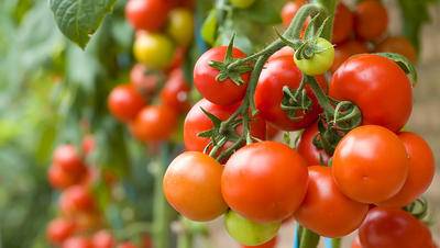 بلوچستان میں فصل کی خرابی کی وجہ سے ٹماٹر کی قیمتیں بڑھ گئیں