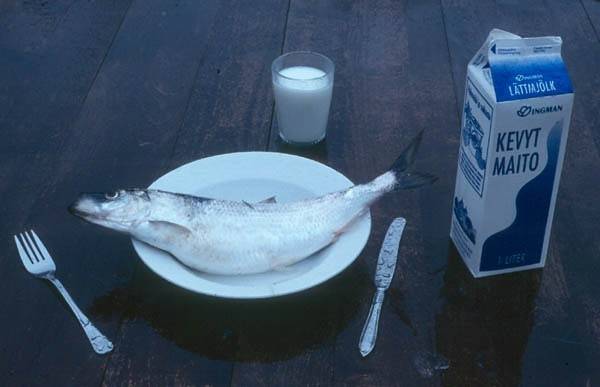 کیامچھلی کھانے سے پہلے یا بعد میں دودھ پینے سے جسم پر برے اثرات پڑتے ہیں؟
