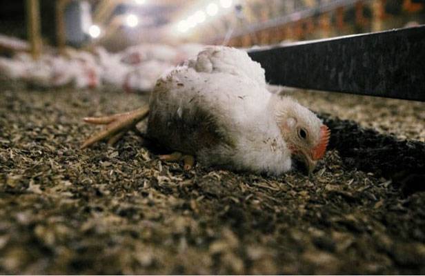 اسلام آباد کے بڑے ہوٹلوں میں مردہ مرغیوں کے گوشت کے استعمال کا انکشاف
