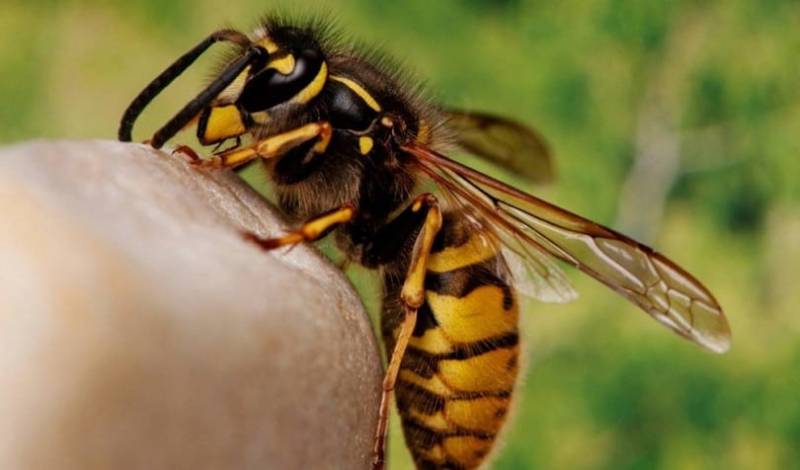 شہد کی مکھی کاٹ لے تو کیا کرنا چاہیئے ؟