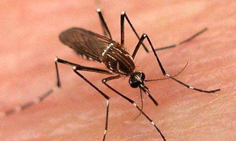 لاہور کے نواحی شہر رتو ڈھیر میں ڈینگی وائرس کا انکشاف 