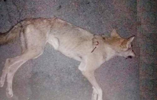 سعودی عرب میں نواسے نے نانی کو بھیڑیئے سے بچالیا