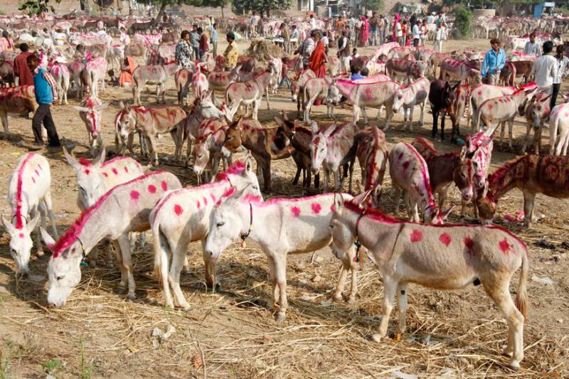 فیصل آباد میں گدھوں کے مقابلہ حسن کا انعقاد،پنجاب بھر سے گدھوں کی شرکت