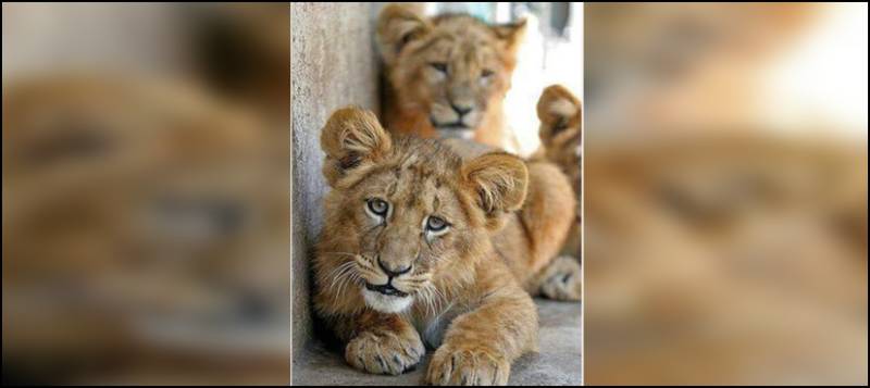 لاہور، چڑیا گھر میں شیرنی کاجل کے ہاں 2 بچوں کی پیدائش