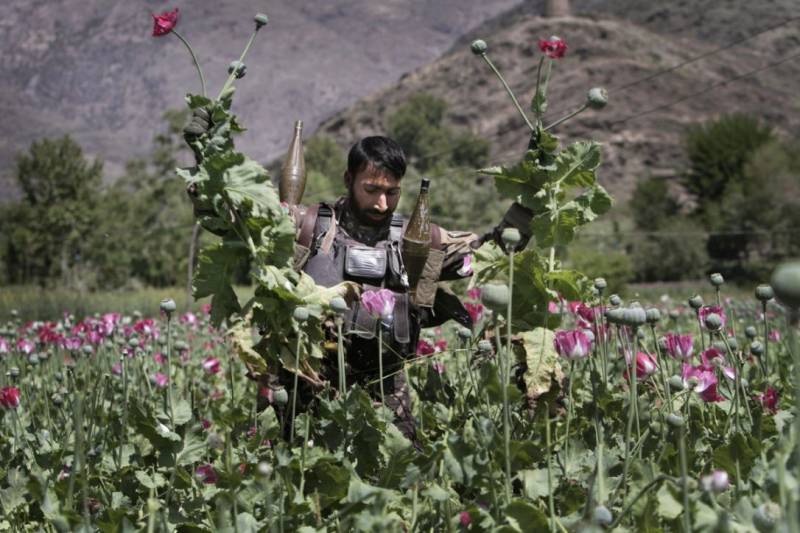 امریکا کی طرف سے لاکھوں ڈالر خرچ کرنے کے باوجود افغانستان میں منشیات کی پیداوار میں اضافہ ہو رہا ہے، نیویارک ٹائمز 