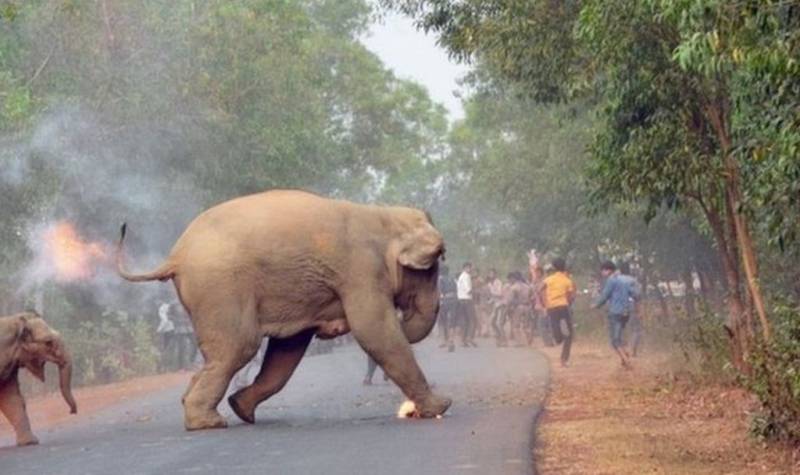 آگ لگے ہاتھی سٹرکوں پر آ گئے،پورے بھارت میں کہرام مچ گیا