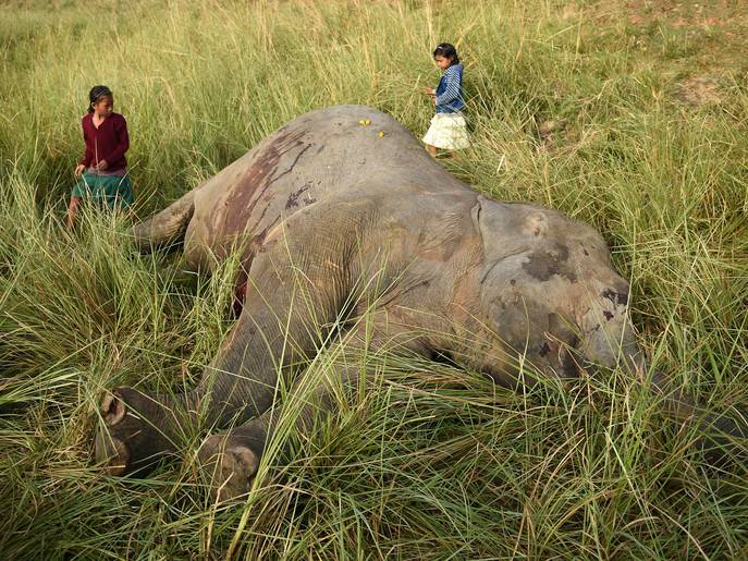 بھارت، ٹرین سے ٹکرا کر نایاب نسل کے دو ہاتھی ہلاک