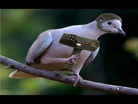 بھارت نے فضائوں میں اڑتے باز کو پاکستانی جاسوس قرار دیدیا