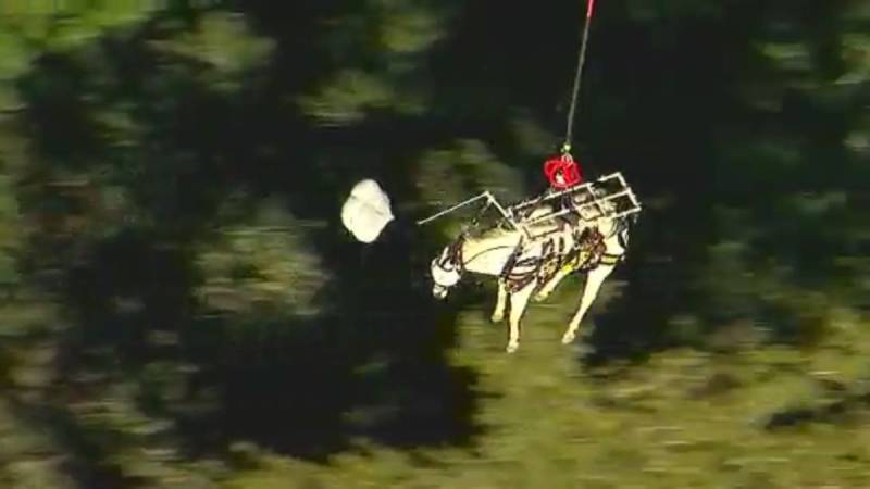  کیلیفورنیا،کھائی میں پھنسے گھوڑے کو ہیلی کاپٹر سے بچا لیا گیا