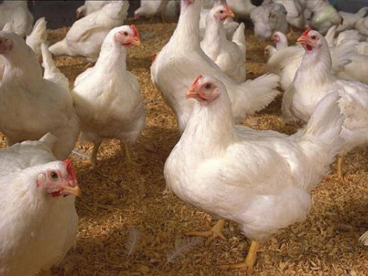 پاکستانی طلبہ نے مرغی کے گوشت کی اصل حقیقت بے نقاب کر دی