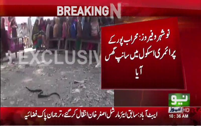 محراب پور کے پرائمری سکول میں اچانک سانپ گھس آیا،بچے خوفزدہ،بھاگ کر جان بچائی