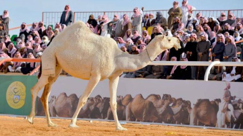سعودی عرب میں کیمل فیسٹول میں 2 بھارتی بہنوں کی خصوصی شرکت 