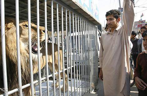 ہری پور میں ن لیگ کے جلسے میں اچانک اصل شیروں کی آمد