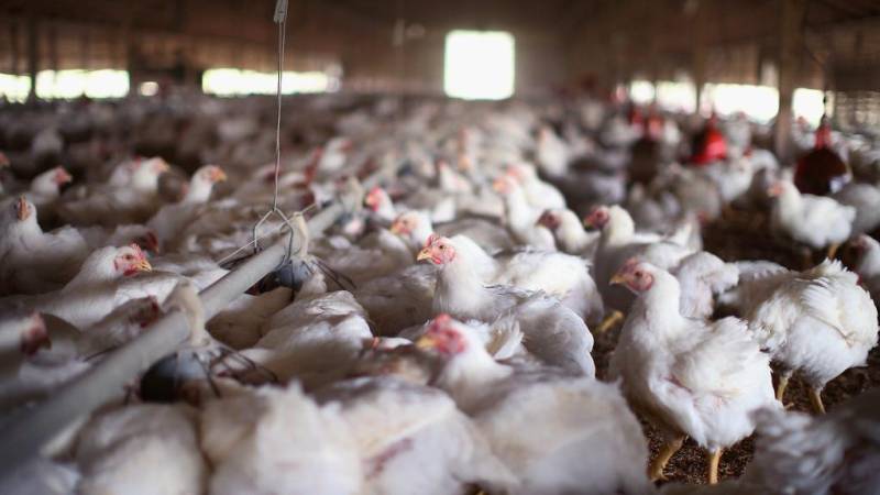 سعودی عرب میں مہنگائی کا جِن بے قابو مرغی کا گوشت کتنے میں فروخت ہونے لگا ؟