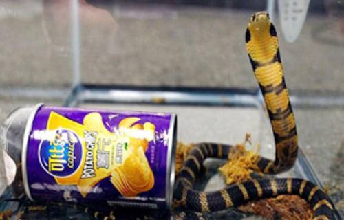 امریکہ میں چپس کے ڈبے میں زندہ سانپوں کو سمگل کرنیوالے شخص کو گرفتار کرلیا گیا