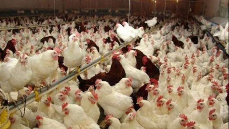 سعودی عرب نے انڈیا کی مرغیوں اور انڈوں پر پابندی لگا دی 