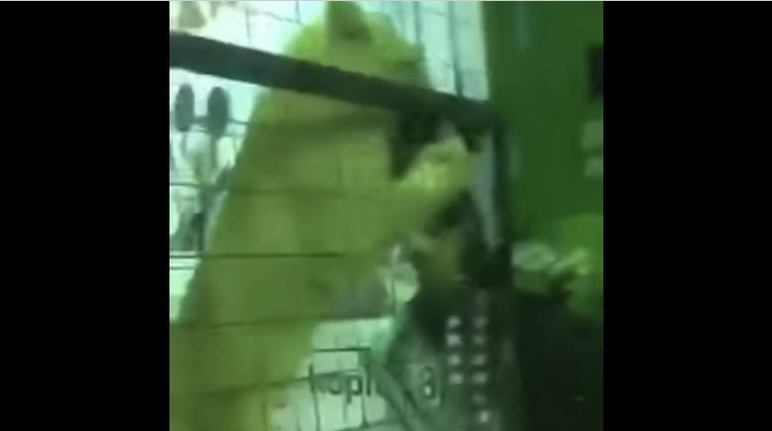 جدہ میلے میں بچی پر شیرکے حملے کی ویڈیو وائرل ہو گئی 