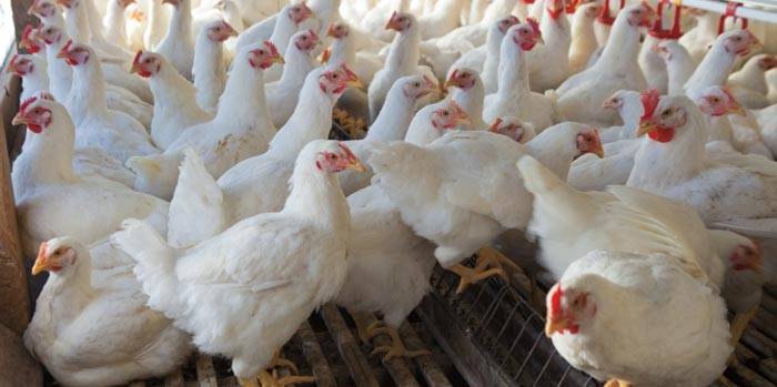 مرغیوں کو دی جانے والی فیڈ سے متعلق رپورٹ سپریم کورٹ میں جمع