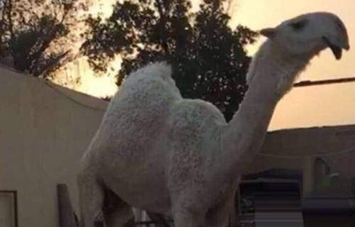حنوط شدہ اونٹنی عرب ممالک میں سب سے مہنگی ترین قرار 