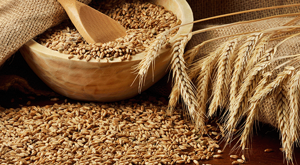 اپریل میں گندم کی برآمدات کا حجم ریکارڈ 3 لاکھ ٹن سے متجاوز