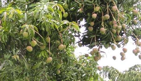 ملک بھر میں آموں کی پیداوار میں پینتس فیصد کمی کا امکان