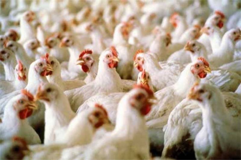 برائلر مرغی کے شوقین افراد کیلئے انتہائی تشویشناک خبر