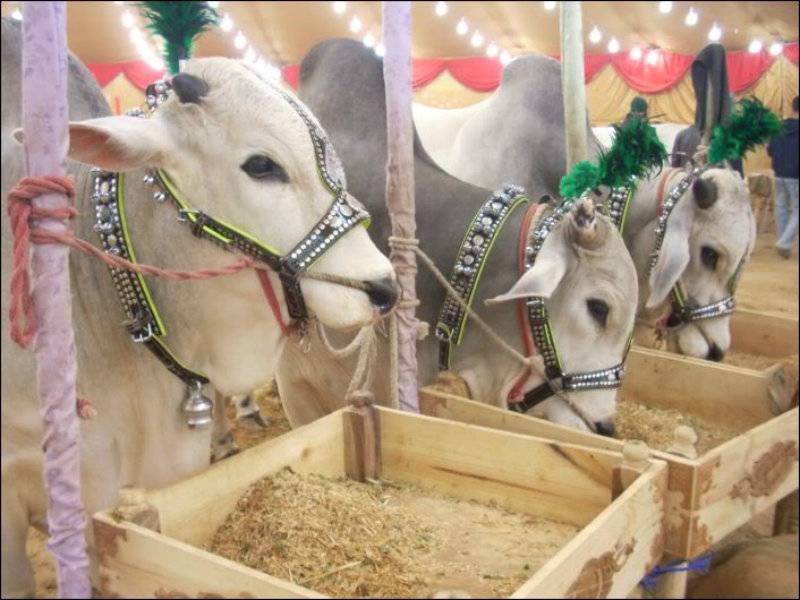 عیدالاضحیٰ کی چھٹیوں کی سمری وزارت داخلہ کو ارسال