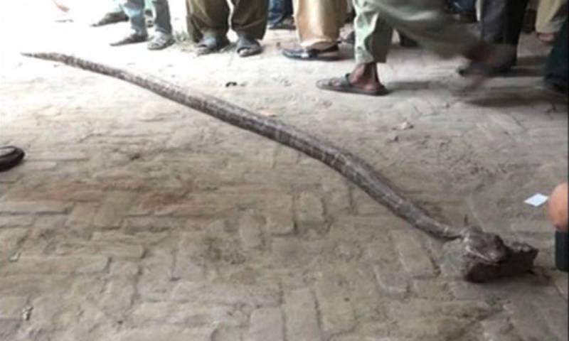  لاہور، سروسز اسپتال کے گائنی وارڈ میں 3 فٹ لمبا سانپ نکل آیا