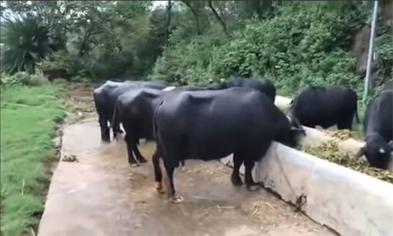 وزیراعظم ہاؤس کی بھینسیں آج نیلام ہونگی
